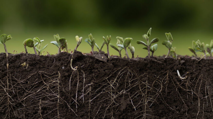 Researchers chart a roadmap to a bio-solar nitrogen economy that could cut synthetic fertilizer demand