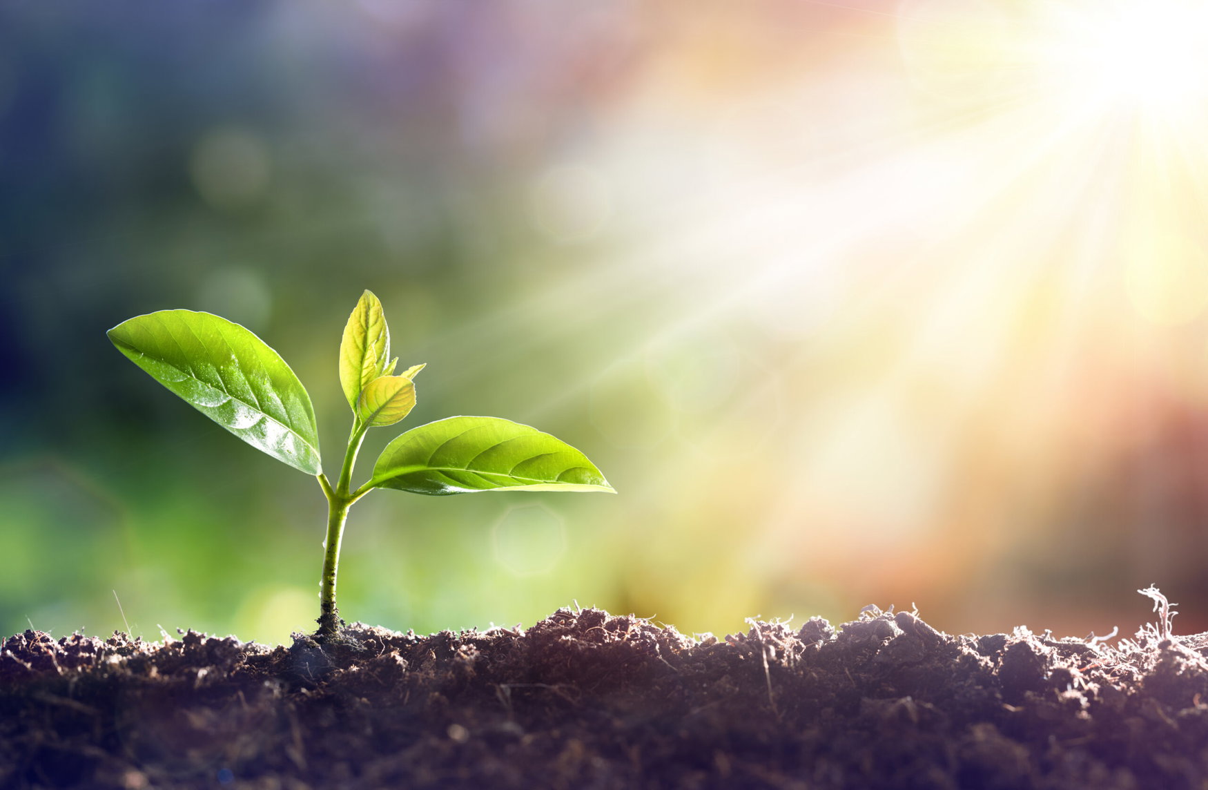 Scientists uncover hidden chemical language connecting plants, microbes, and soil life
