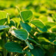 InnerPlant’s CropVoice turns soybean plants into an early-warning network