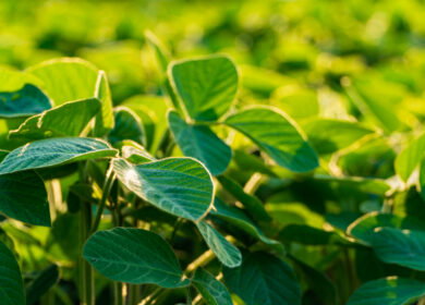 InnerPlant’s CropVoice turns soybean plants into an early-warning network