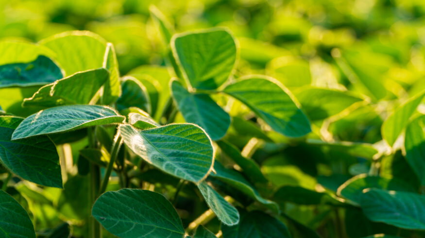 InnerPlant’s CropVoice turns soybean plants into an early-warning network