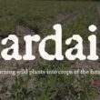 Aardaia raises $5.9 million to develop nitrogen-fixing, protein-rich potato alternative