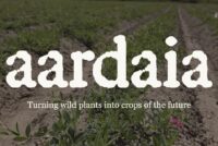 Aardaia raises $5.9 million to develop nitrogen-fixing, protein-rich potato alternative