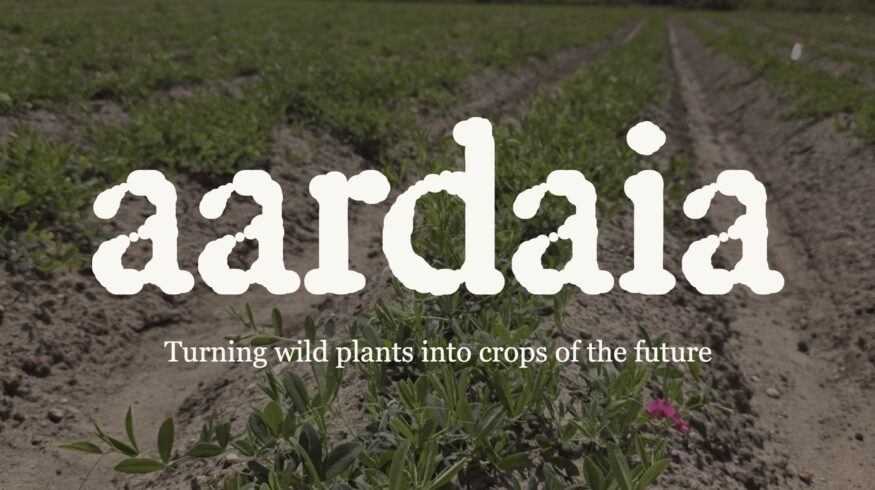 Aardaia raises $5.9 million to develop nitrogen-fixing, protein-rich potato alternative