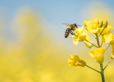 Record bee losses expose the rising cost of keeping U.S. crops pollinated