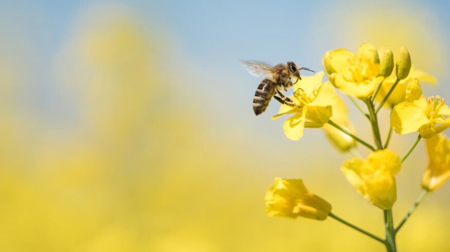 Record bee losses expose the rising cost of keeping U.S. crops pollinated