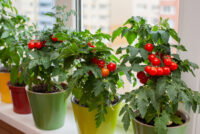 Harvest dates for homegrown fruits and vegetables for the best flavor