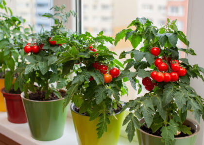 Harvest dates for homegrown fruits and vegetables for the best flavor