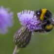 Sulfoxaflor quietly cuts bumblebee egg-laying in 21-day exposure study