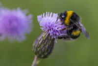 Sulfoxaflor quietly cuts bumblebee egg-laying in 21-day exposure study