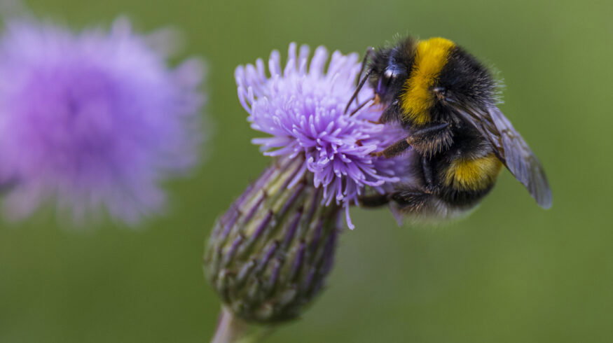 Sulfoxaflor quietly cuts bumblebee egg-laying in 21-day exposure study
