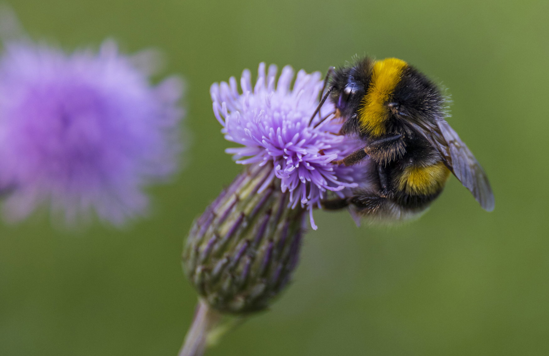 Sulfoxaflor quietly cuts bumblebee egg-laying in 21-day exposure study