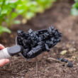 Modified biochar and irrigation strategy reduce cadmium and mercury in rice, study finds