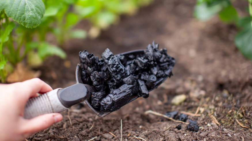Modified biochar and irrigation strategy reduce cadmium and mercury in rice, study finds