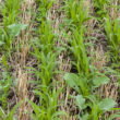 Cover crops for weed suppression cut costs in Illinois pumpkins