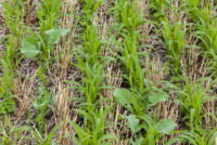 Cover crops for weed suppression cut costs in Illinois pumpkins