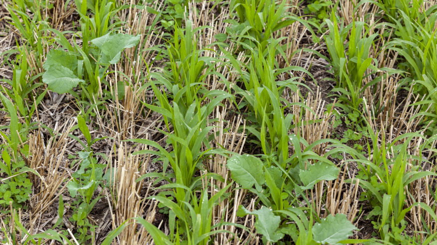 Cover crops for weed suppression cut costs in Illinois pumpkins