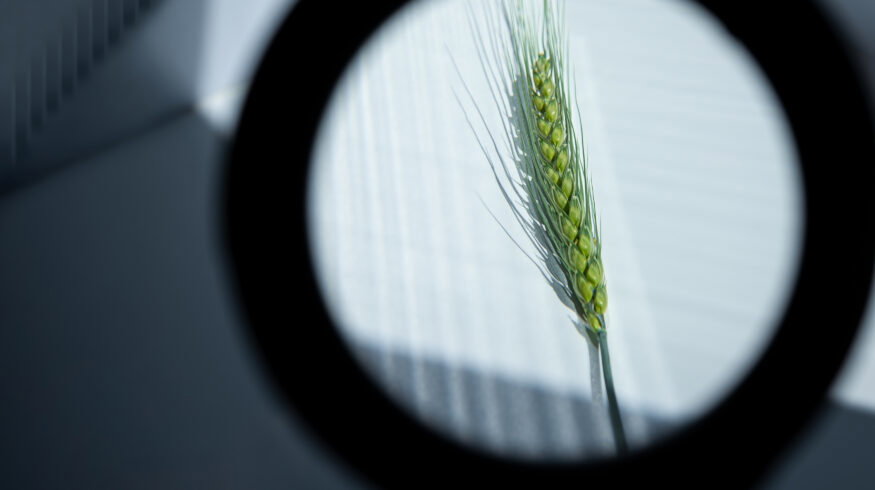 Precision breeding debate highlights potential for reduced fertilizer use and ongoing concerns about seed patents.