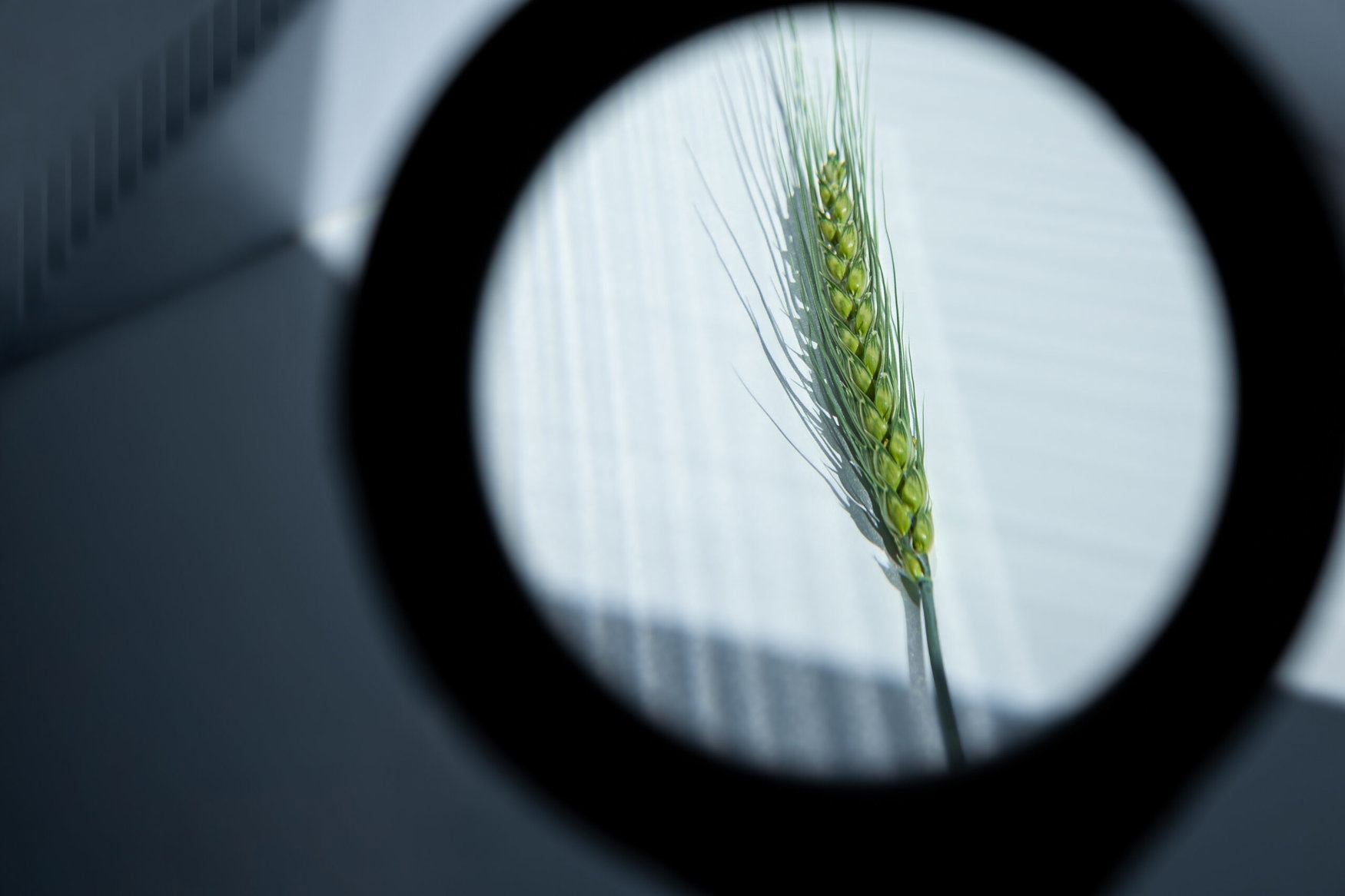 Precision breeding debate highlights potential for reduced fertilizer use and ongoing concerns about seed patents.