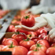 U.S. tomato prices hit a 45-year high affected by weather, trade policy and supply chain pressures