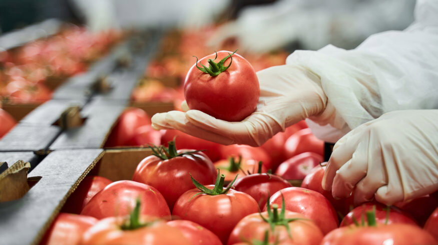 U.S. tomato prices hit a 45-year high affected by weather, trade policy and supply chain pressures