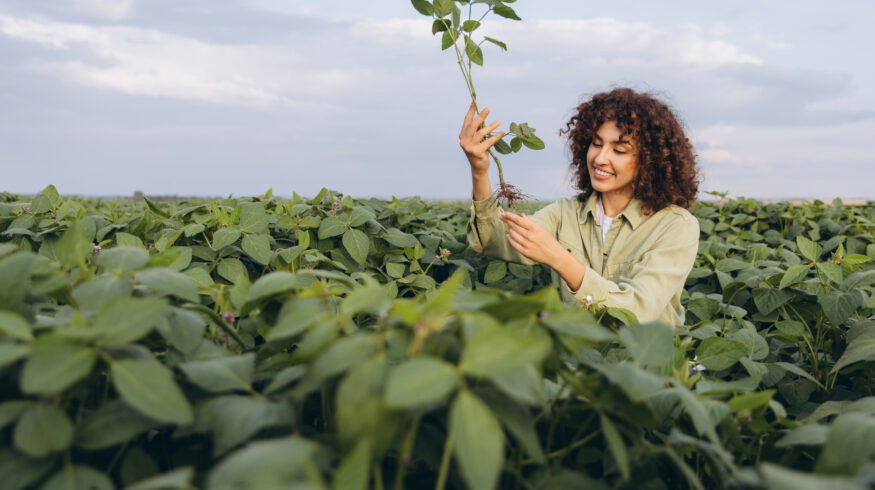 Soybean nitrogen fixation switch could cut fertilizer needs, Purdue study finds