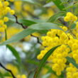 South Africa’s century-old acacia plantings have had a lasting impact on water resources and biodiversity