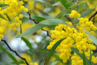 South Africa’s century-old acacia plantings have had a lasting impact on water resources and biodiversity