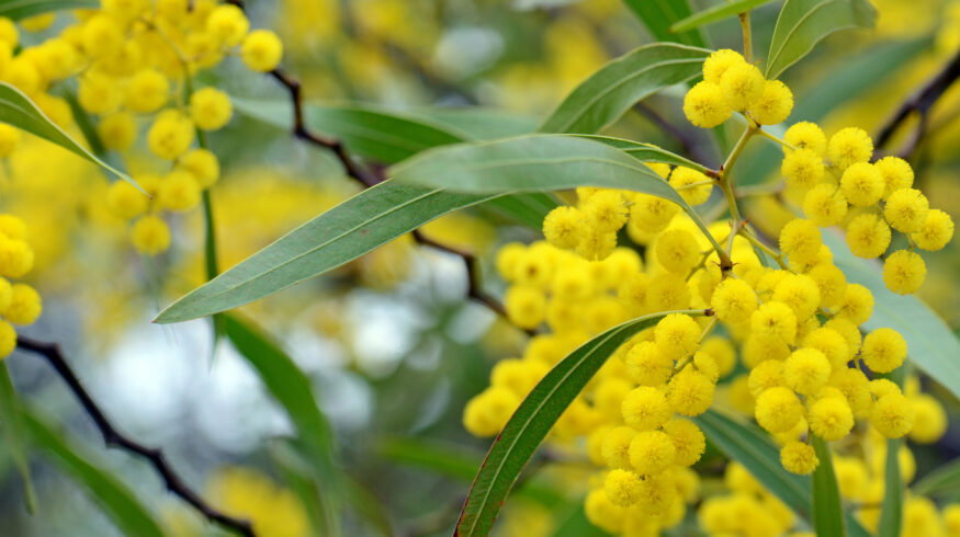 South Africa’s century-old acacia plantings have had a lasting impact on water resources and biodiversity