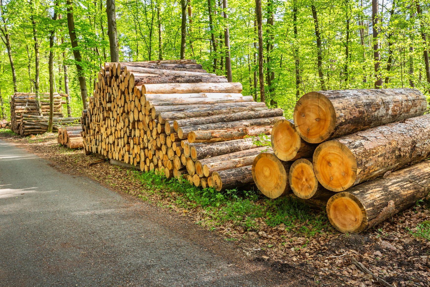 USDA backs Oregon and Nevada timber projects with $80 million in loan guarantees