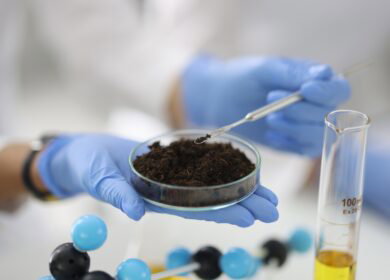Stable soil carbon proves vulnerable in landmark 37-year warming trial