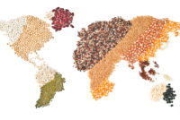 Global crop outlook diverges as drought cuts European harvests while South America posts record gains