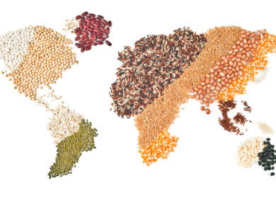 Global crop outlook diverges as drought cuts European harvests while South America posts record gains