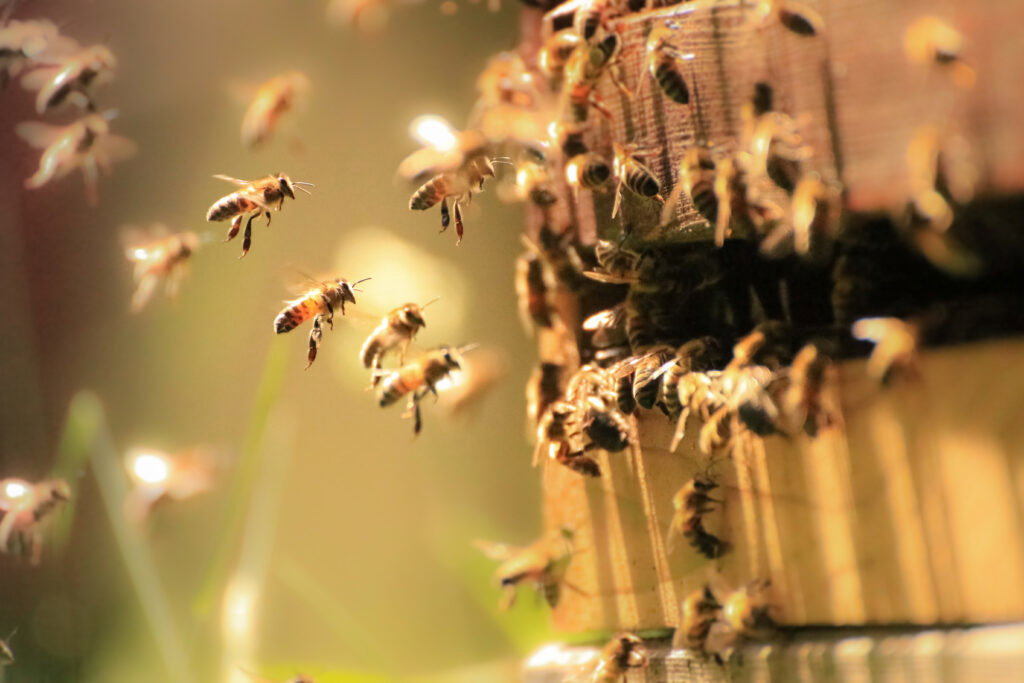 Honey Bee losses could become a serious factor for reduced harvests.