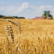 South Dakota winter wheat harvest starts strong as corn awaits rain