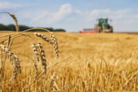 South Dakota winter wheat harvest starts strong as corn awaits rain