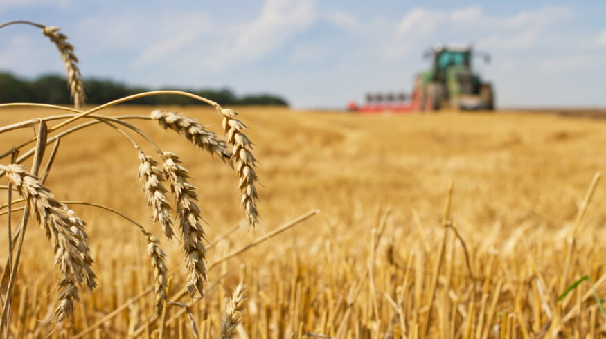 South Dakota winter wheat harvest starts strong as corn awaits rain