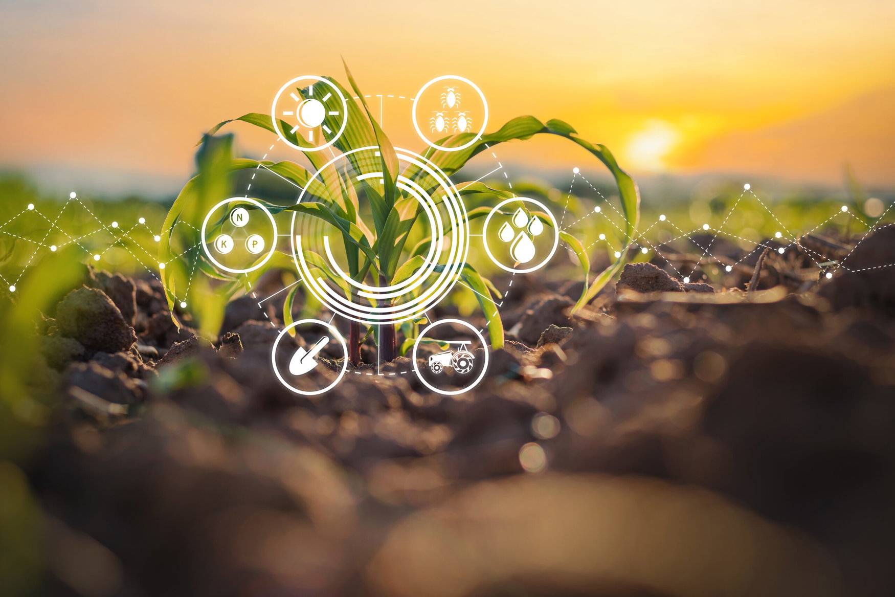 Smarter agriculture marketplaces, stronger farms: how digital platforms could help growers cut costs and build trust