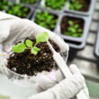 Soil bacteria boost crop salt tolerance by strengthening roots, study finds