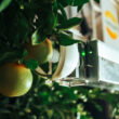 Nanovel secures $2.85 million EU grant for citrus harvesting robots