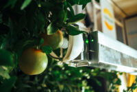 Nanovel secures $2.85 million EU grant for citrus harvesting robots