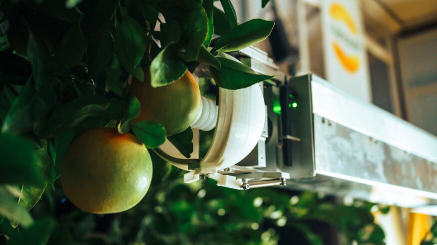 Nanovel secures $2.85 million EU grant for citrus harvesting robots