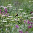 Researchers witnessed how abandoned farmland became a wildflower meadow without seeding