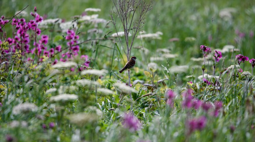 Researchers witnessed how abandoned farmland became a wildflower meadow without seeding