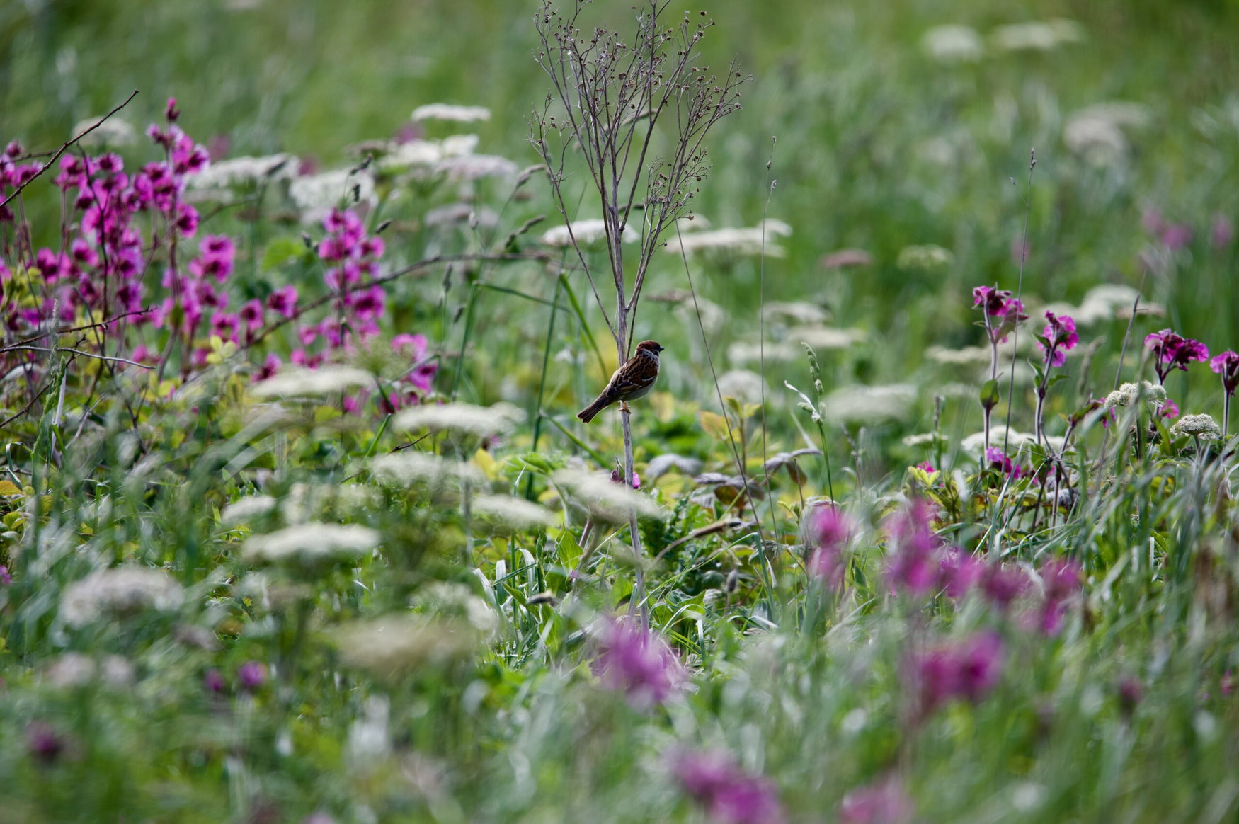 Researchers witnessed how abandoned farmland became a wildflower meadow without seeding