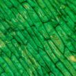 Inner stem cell divisions control plant thickness, offering new opportunities for crop breeding