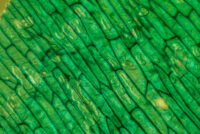 Inner stem cell divisions control plant thickness, offering new opportunities for crop breeding