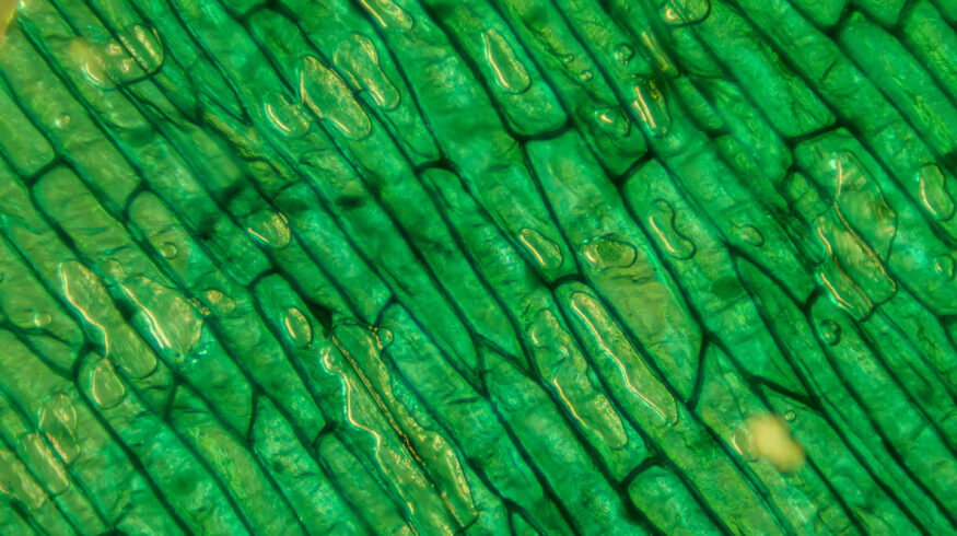 Inner stem cell divisions control plant thickness, offering new opportunities for crop breeding