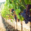 Yeast-based program cuts grapevine downy mildew severity by 74% in Italian trials