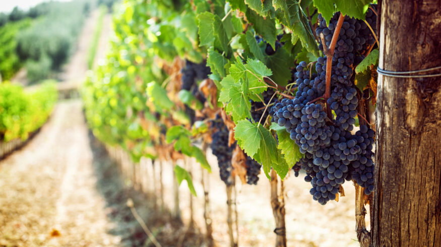 Yeast-based program cuts grapevine downy mildew severity by 74% in Italian trials
